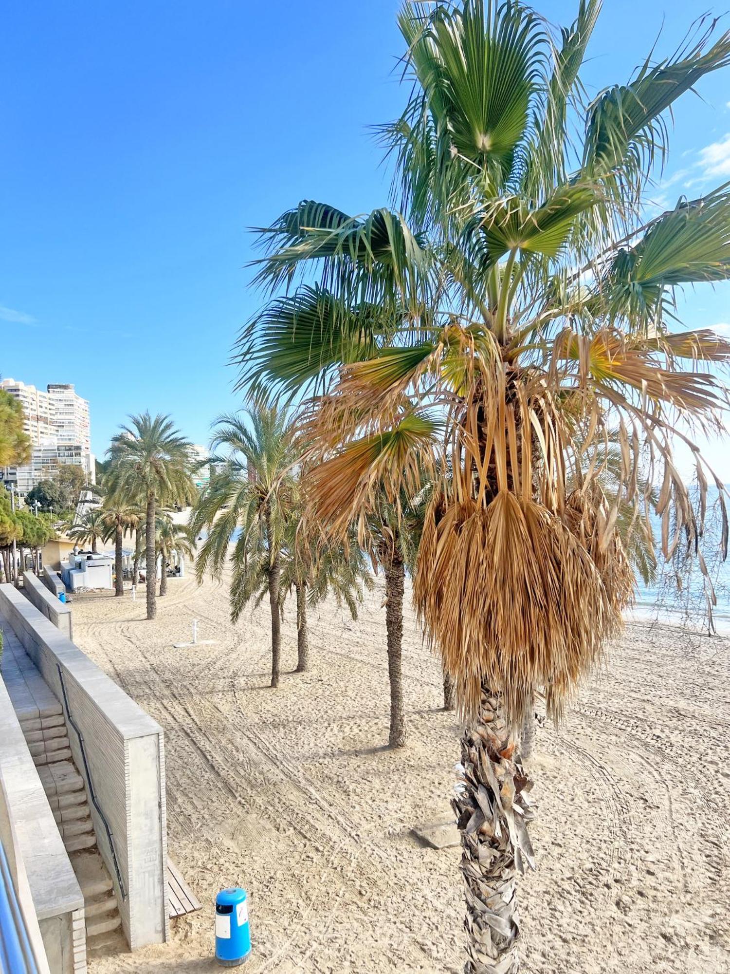 A 100 Metros De La Playa. Parking Gratuito Privado Lejlighed Alicante Eksteriør billede